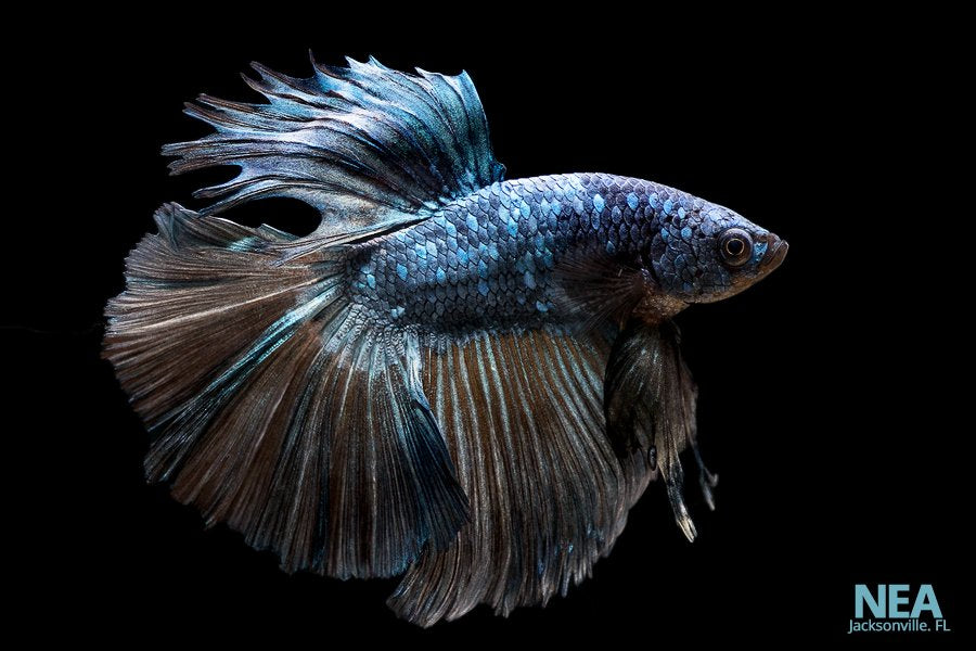 betta fish male