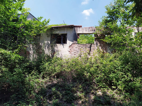 abandoned building in the forest