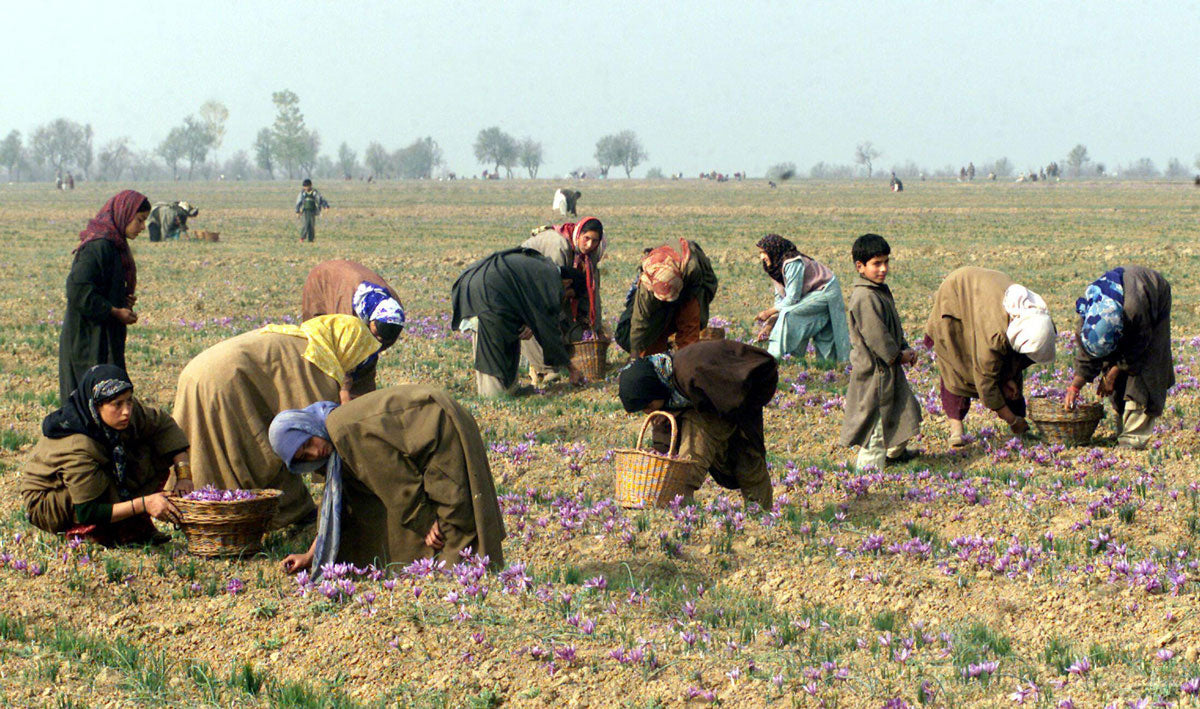 Harvesting organic saffron fresh from the field in Kashmir, India.