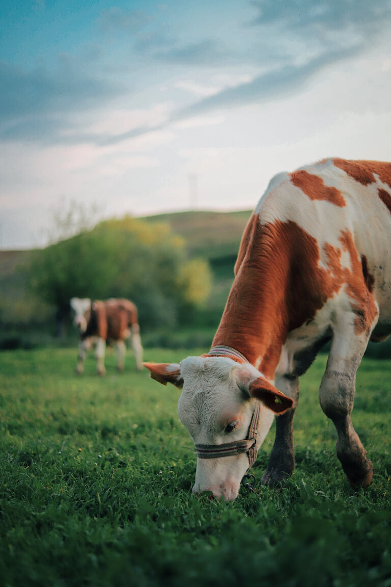 Organic Grass-fed Pasture-Raised Cows