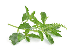 Tulsi Holy Basil