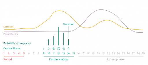 kegg ovulation cycle 