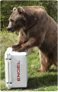 grizzly bear cooler