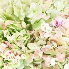 Stems in Bulk: Giant Hydrangea Light Antique Flower