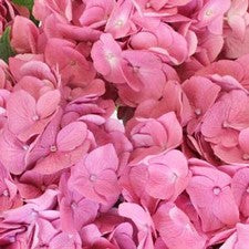 Stems in Bulk: Light Pink Hydrangea