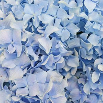 Stems In Bulk: Blue Hydrangea Jumbo Flower