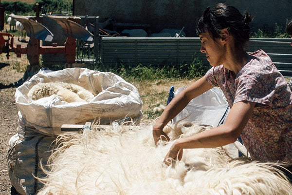 Alice Bernardo selecting sheep fleece