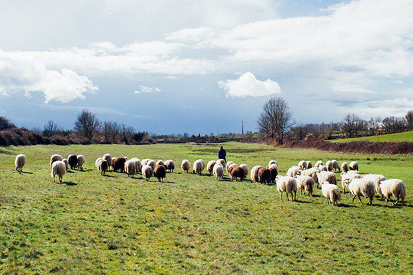 native Portuguese sheep breeds