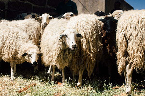 Portuguese sheep before sheering
