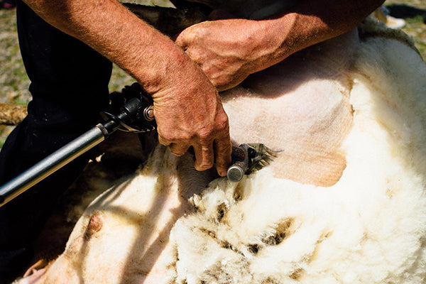 Marty O'Connel shearing