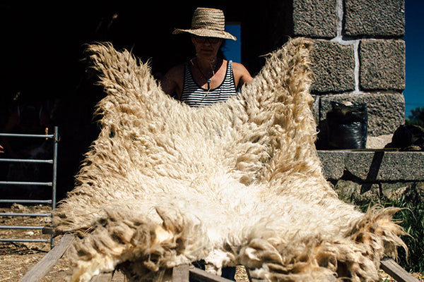 sheep fleece by Marty O'Connel