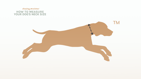 How to measure your dog's neck size for collar