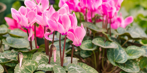 Is the Cyclamen poisonous to dogs? 