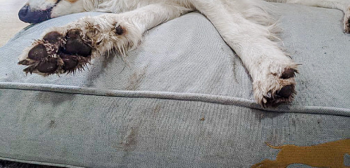 dirty dog paws on machine washable dog bed