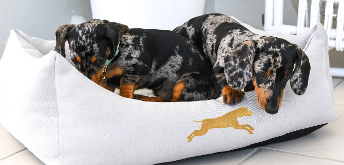 two small dogs sharing small white dog bed