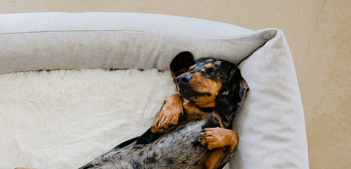 small dog sleeping in grey dog bed
