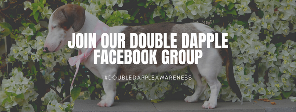 Double Dapple Dachshund Facebook Page