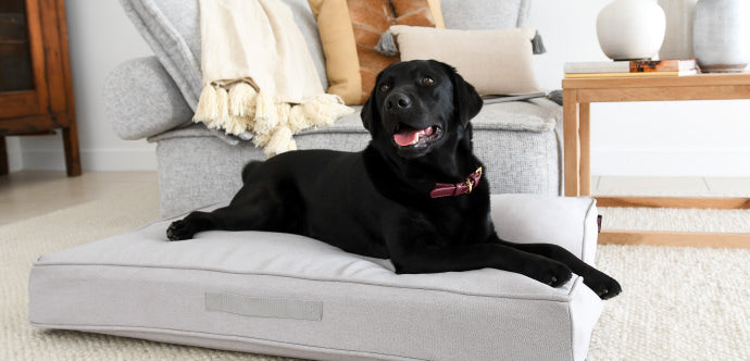 large dog resting on grey memory foam cushion bed