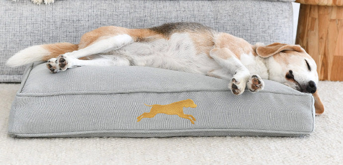 older dog sleeping on comfort bed