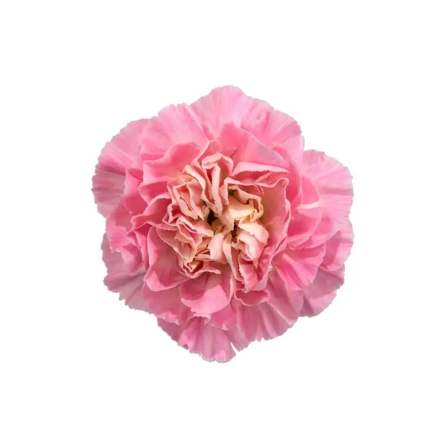 Carnation Minami Feminine Select - 200 Stem Box – PetalDriven