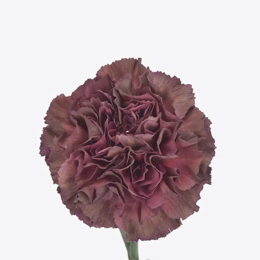 Carnation Night Thrill - 40 Stem Bunch – PetalDriven