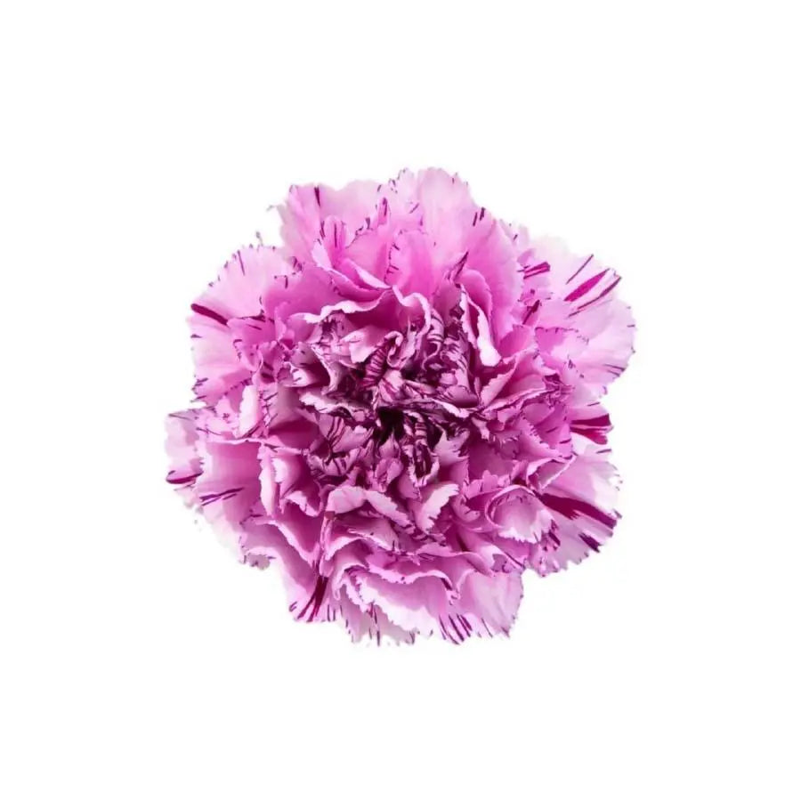 Carnation Yukari Scuro Select - 200 Stem Box – PetalDriven