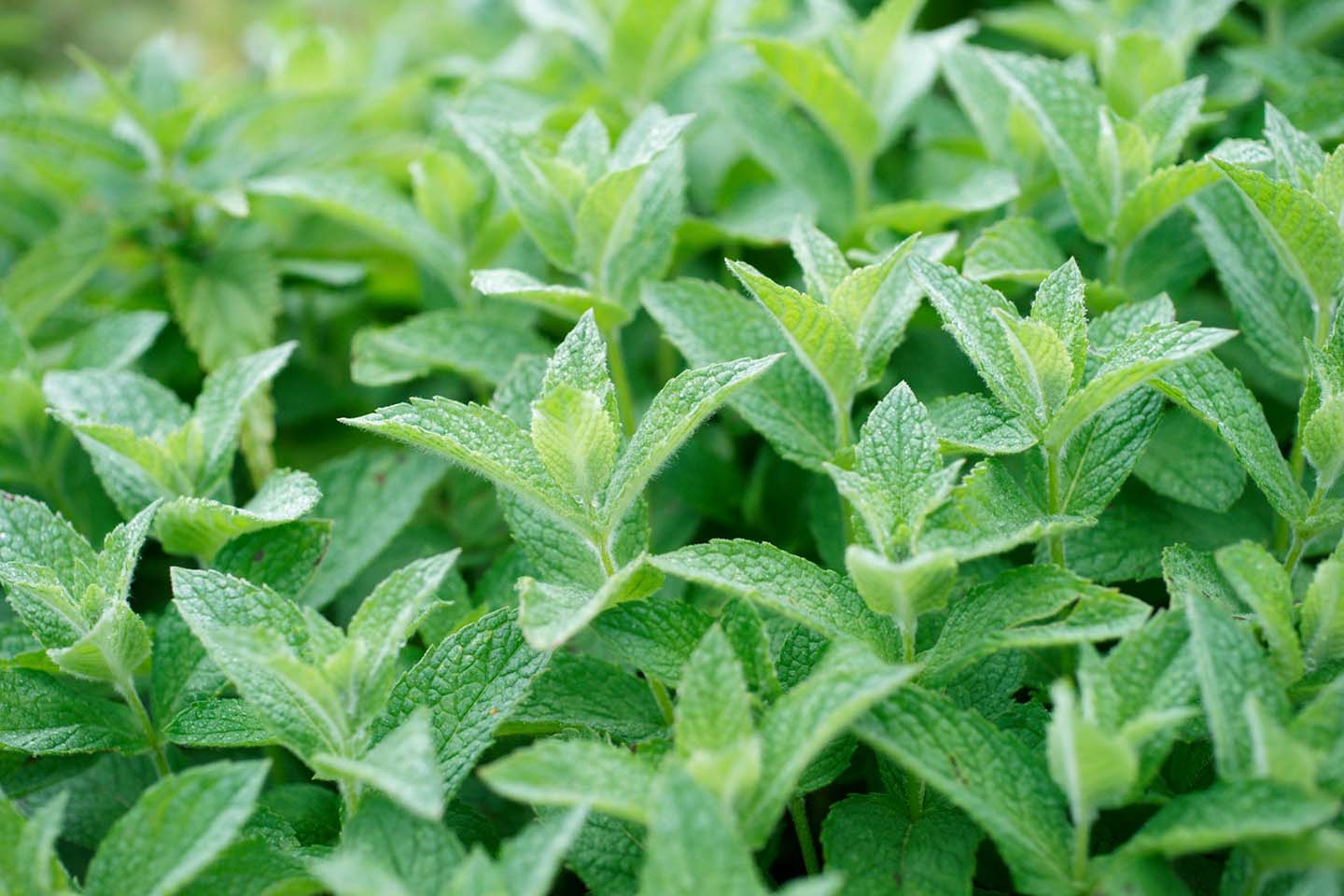 close-up photography of mint leaves
