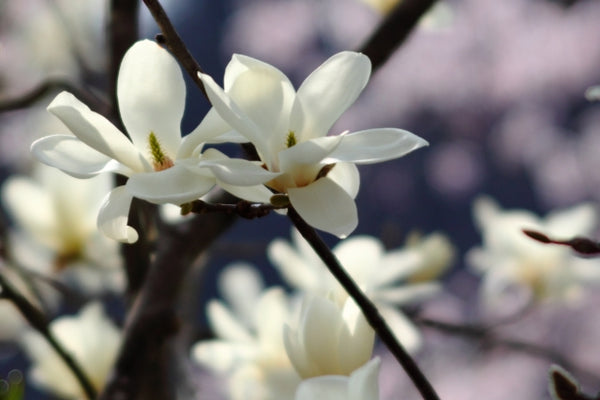 ハクモクレンの花