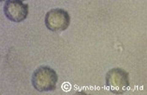 スギ花粉 顕微鏡