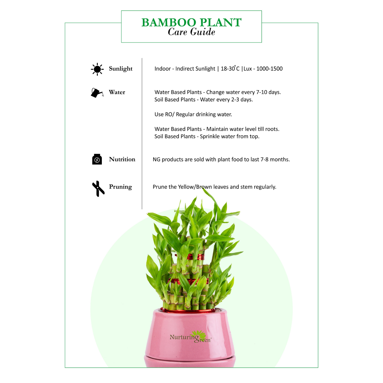 The Complete Lucky Bamboo Plant Care Guide: Water, Light & Beyond