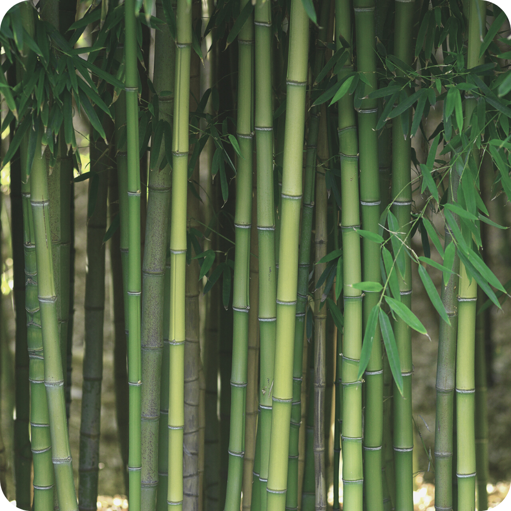 Bambus an Stelle von Holz