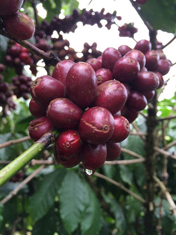 Robusta Beans