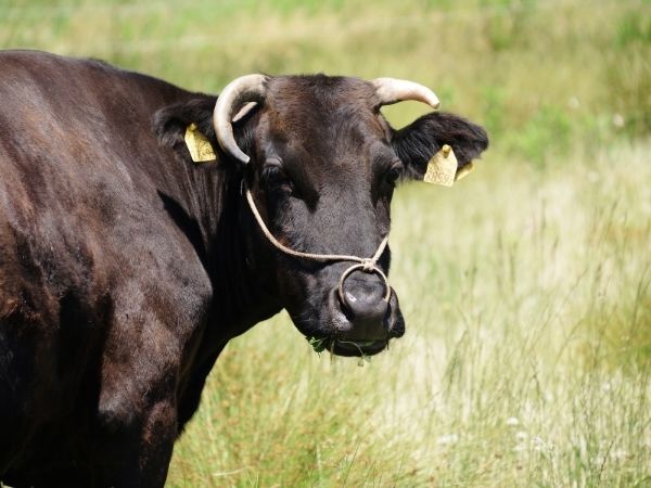 The Difference Between Full-Blood and Purebred Wagyu Cattle