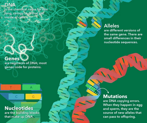 Genetic Mutations