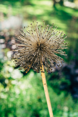 A large, brown dried allium head fills the picture with seeds ready to harvest. 