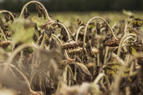 A field of sunflower heads, drooping down and brown