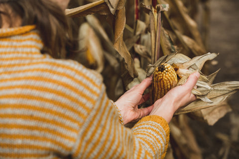 A girl in a yellow striped sweater, holds a drying ear of corn still attached to the plant. 