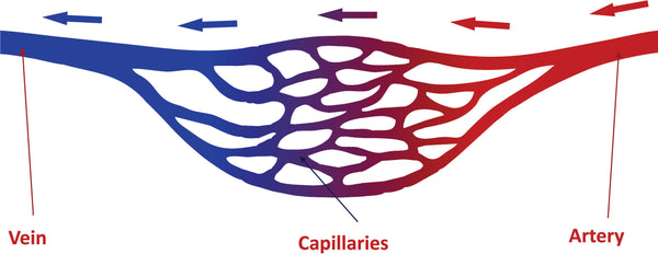 Varicose veins - what are veins, arteries and capillaries?