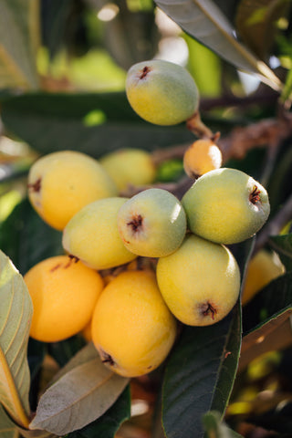 Closeup of a bunch of loquats surrounded by leaves on a tree in Daniel's garden. 