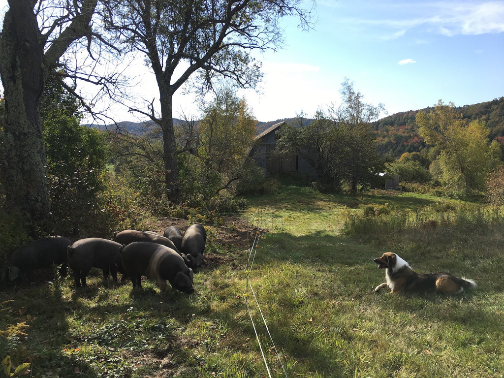 Stitchdown Farm pigs graze in the shade of a tree under the watchful eye of the farm dog. 