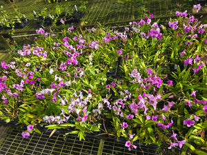 Dendrobium Cupid's Medley - PlantMadness