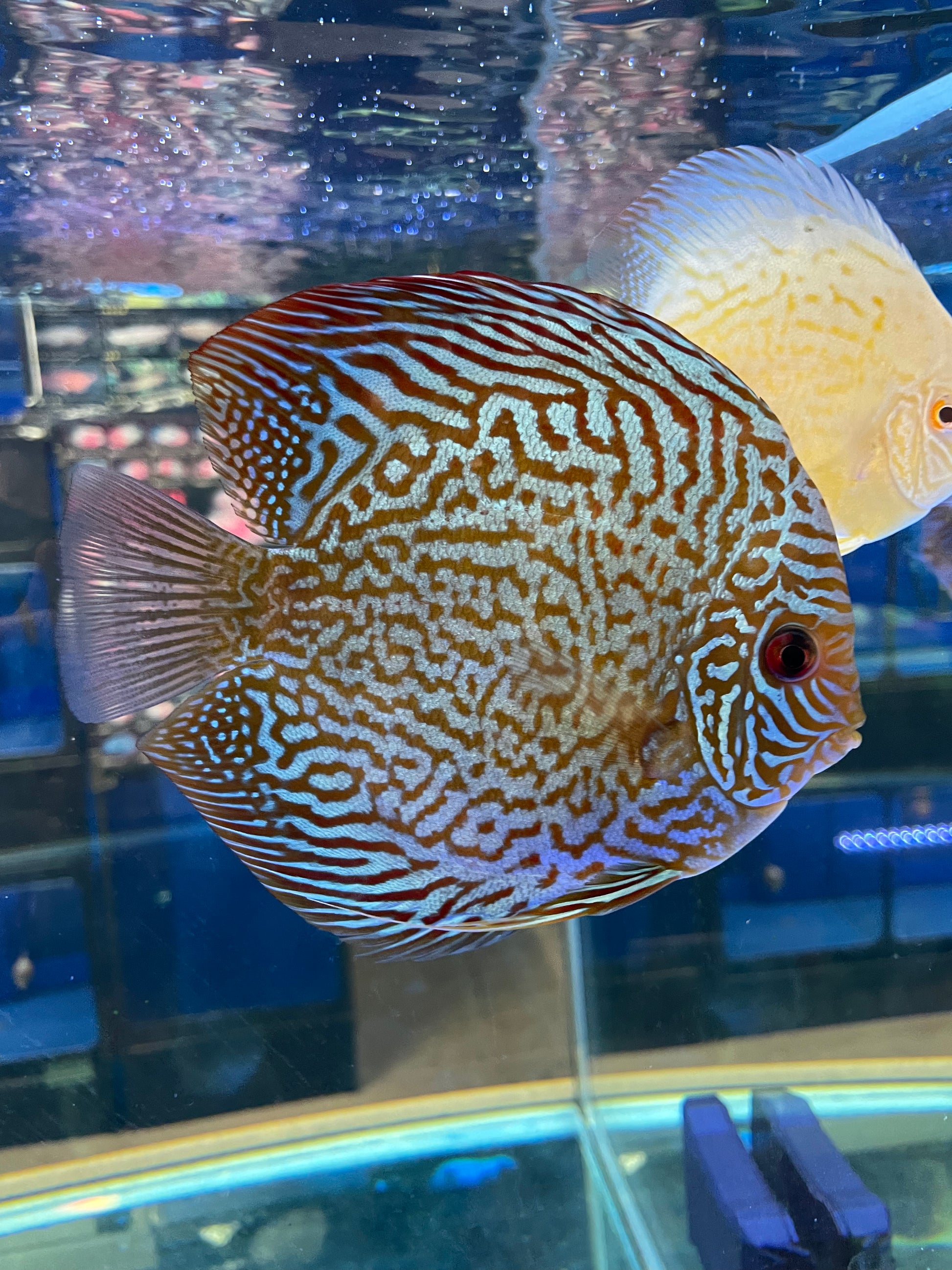 High Body Discus – Mississauga Aquarium