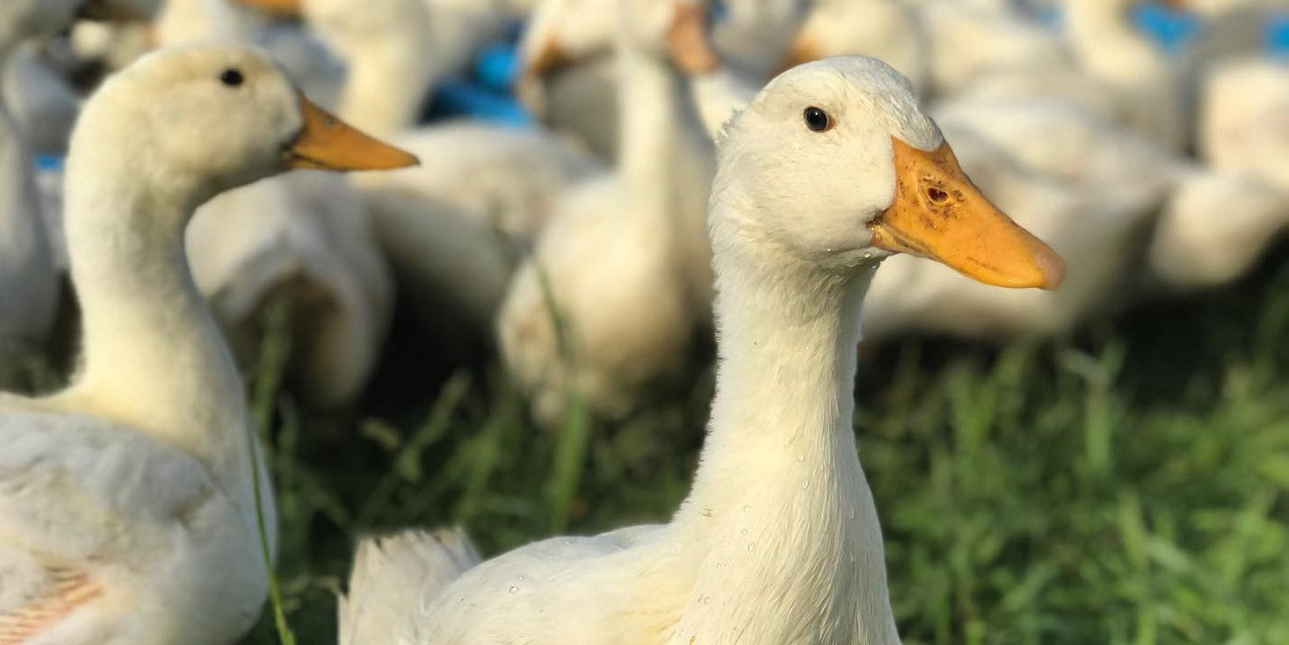 Pastured Pekin Duck - Whole 5 LB