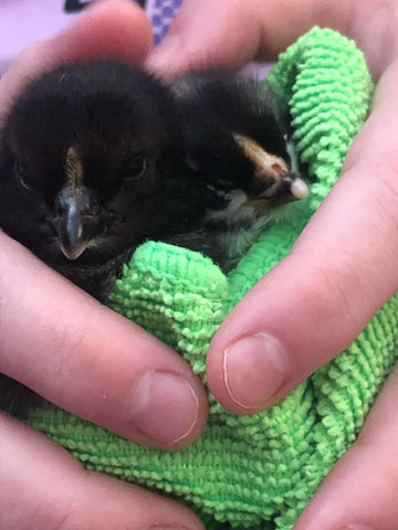 Two chicks cuddled up together in hands forming a heart shape
