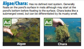 Airmax Pond Logic Algae Defense