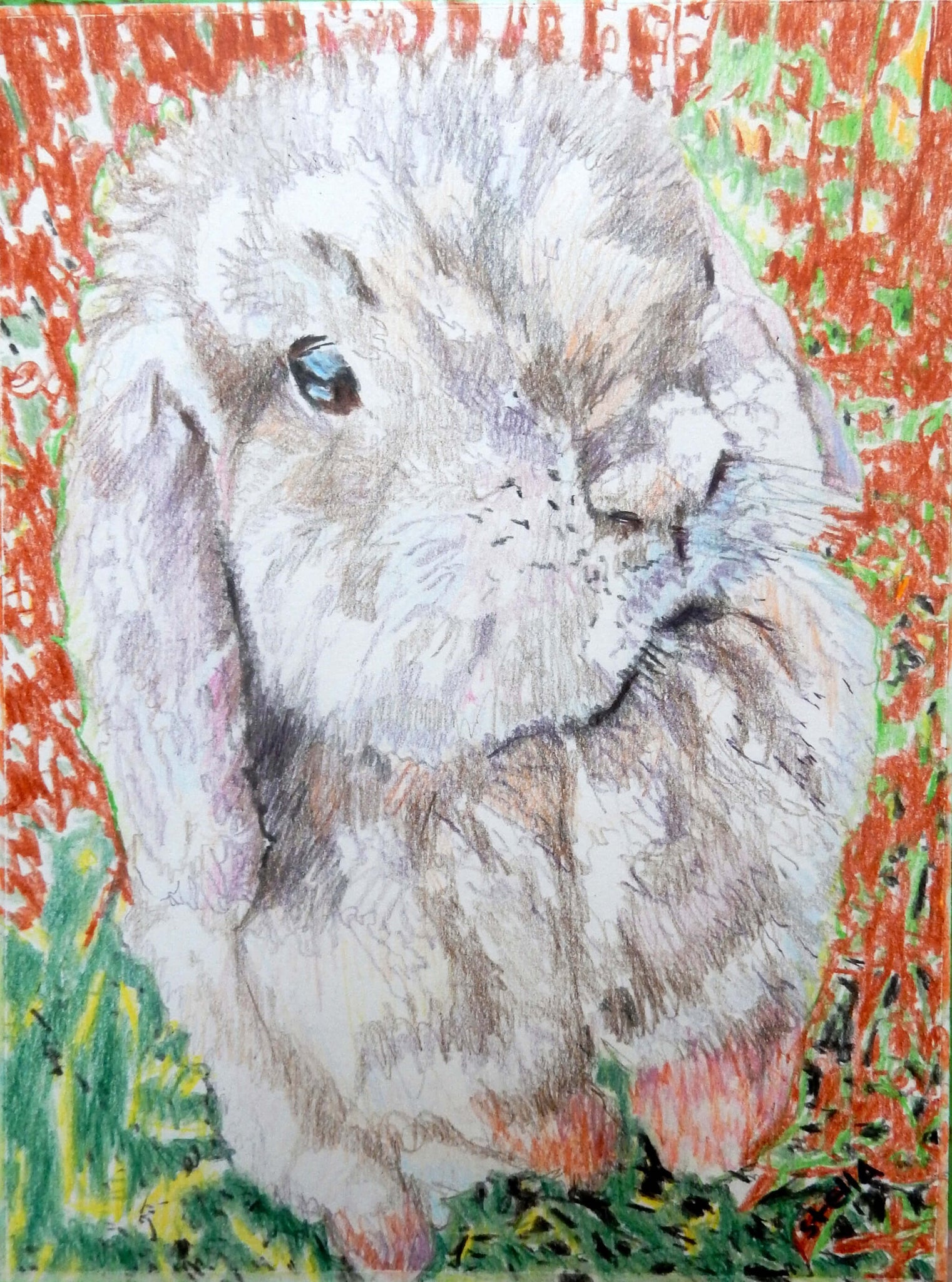 Dexter the lop-eared rabbit pet portrait pencil on paper artwork by Stella Tooth.