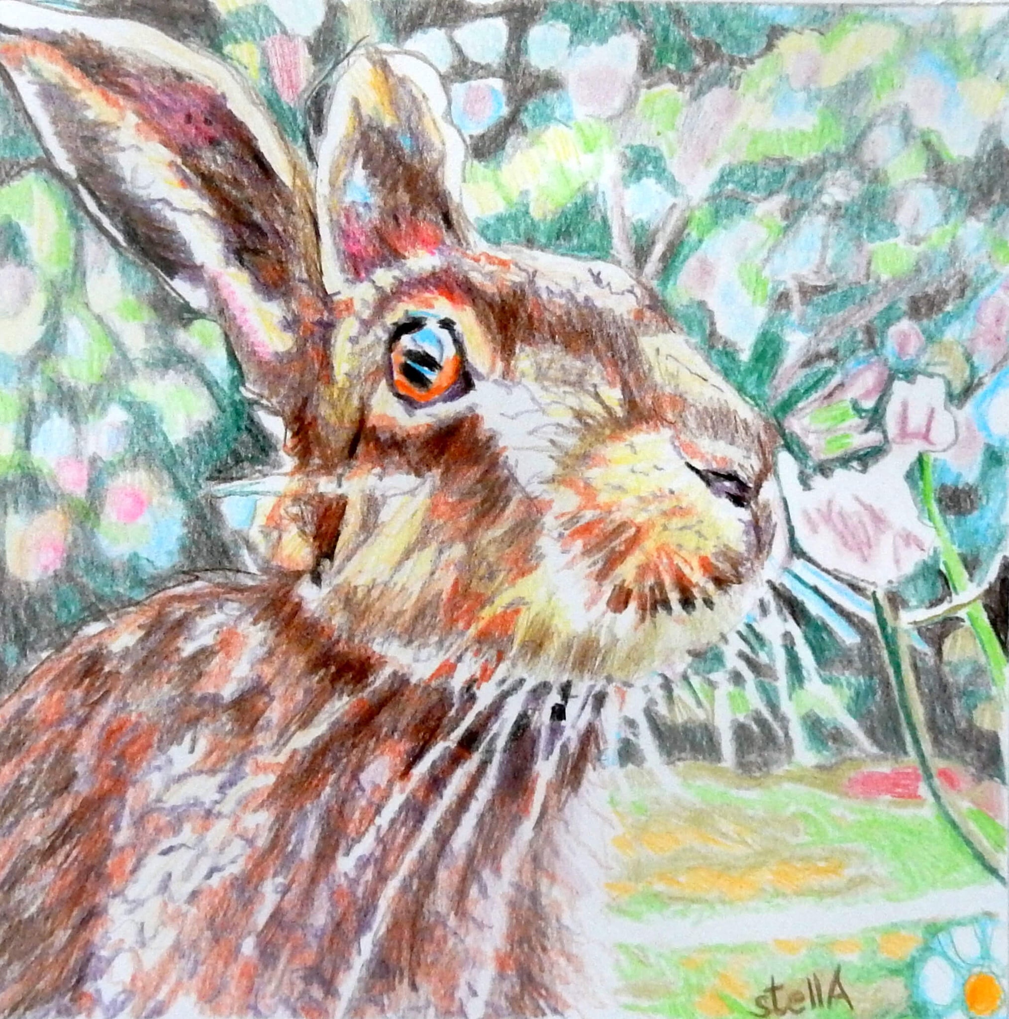 Harry hare pencil on paper animal portrait artwork by Stella Tooth.