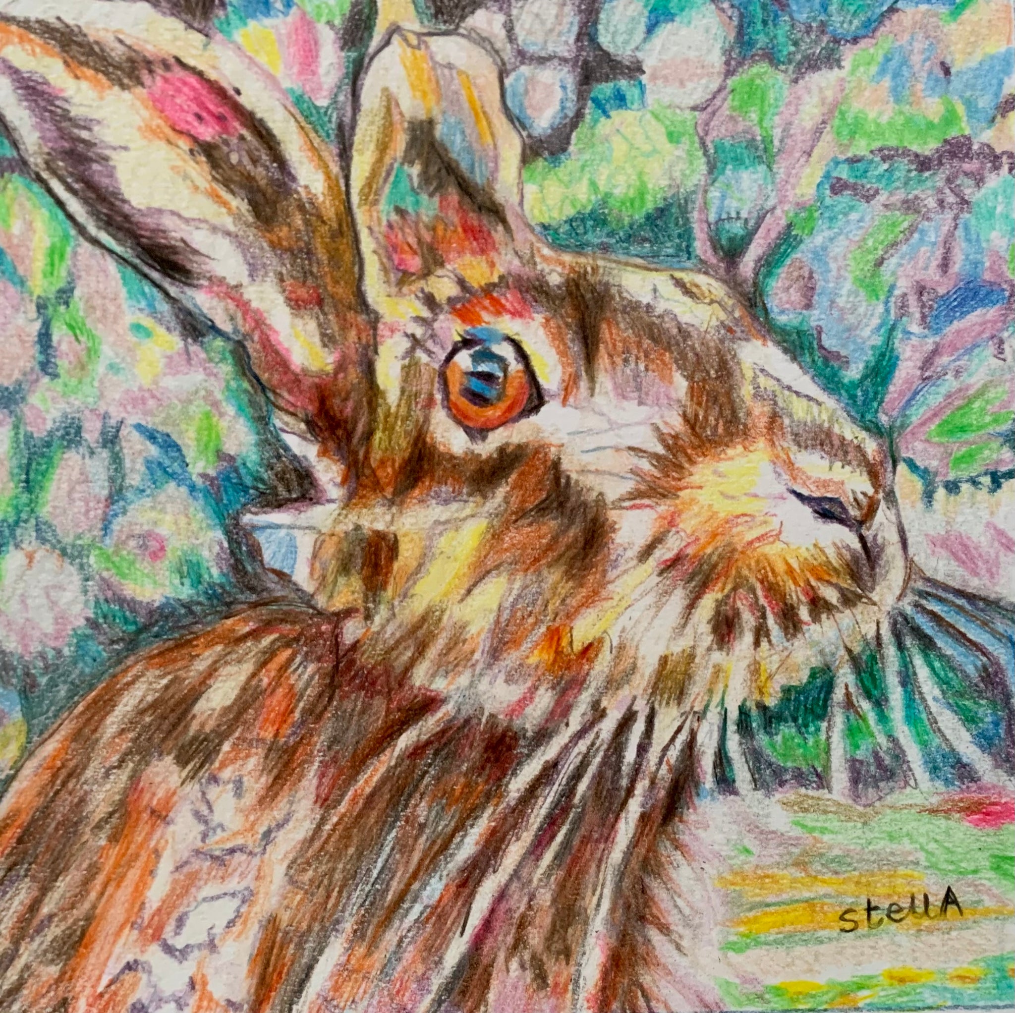 Henrietta hare pencil on paper by Stella Tooth animal artist