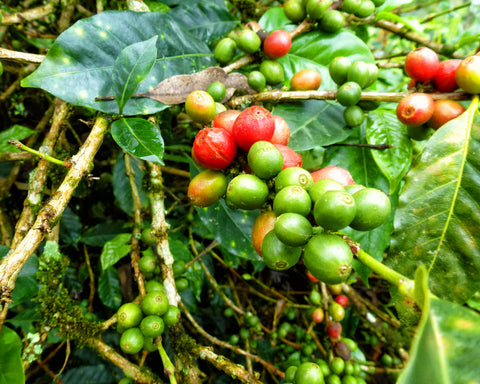 Coffee Cherries on Plant