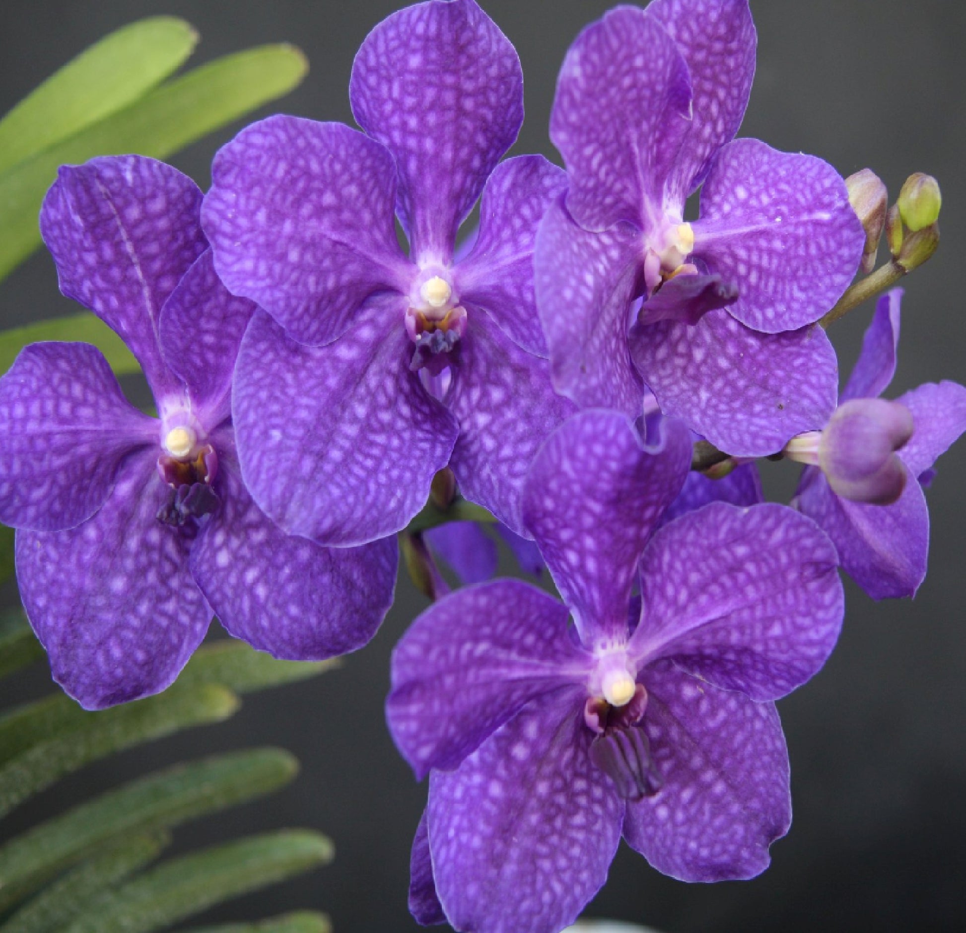 Vanda Orchid – Discount Hawaiian Gifts